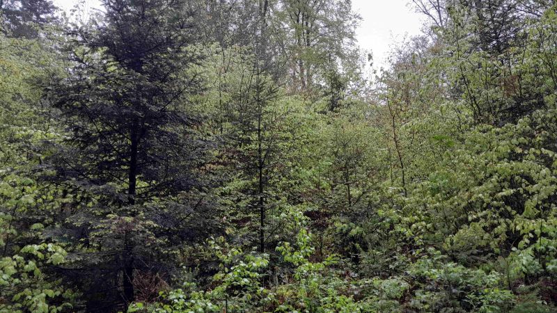 Hegeerfolg