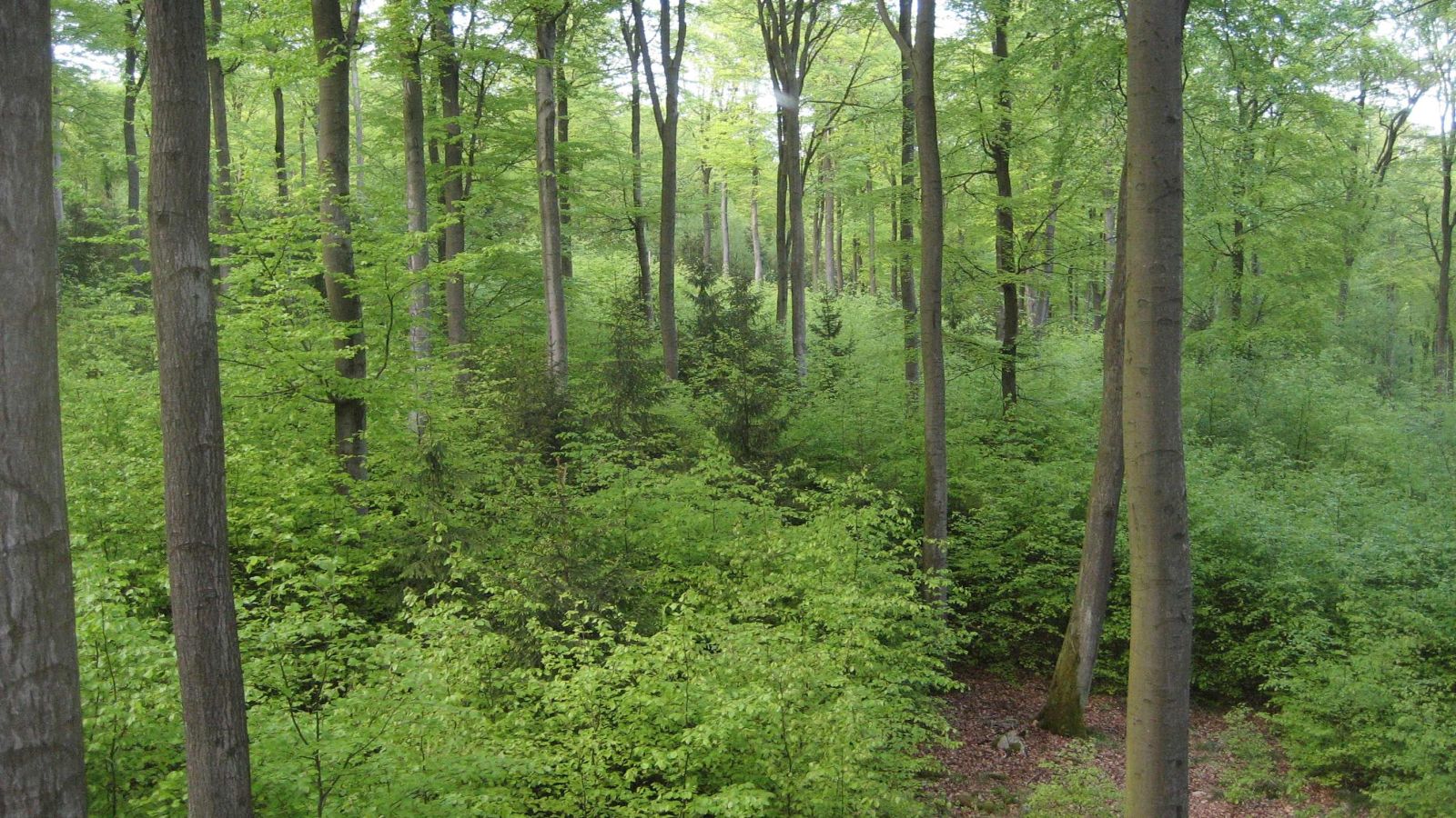 Buche Naturverjüngung