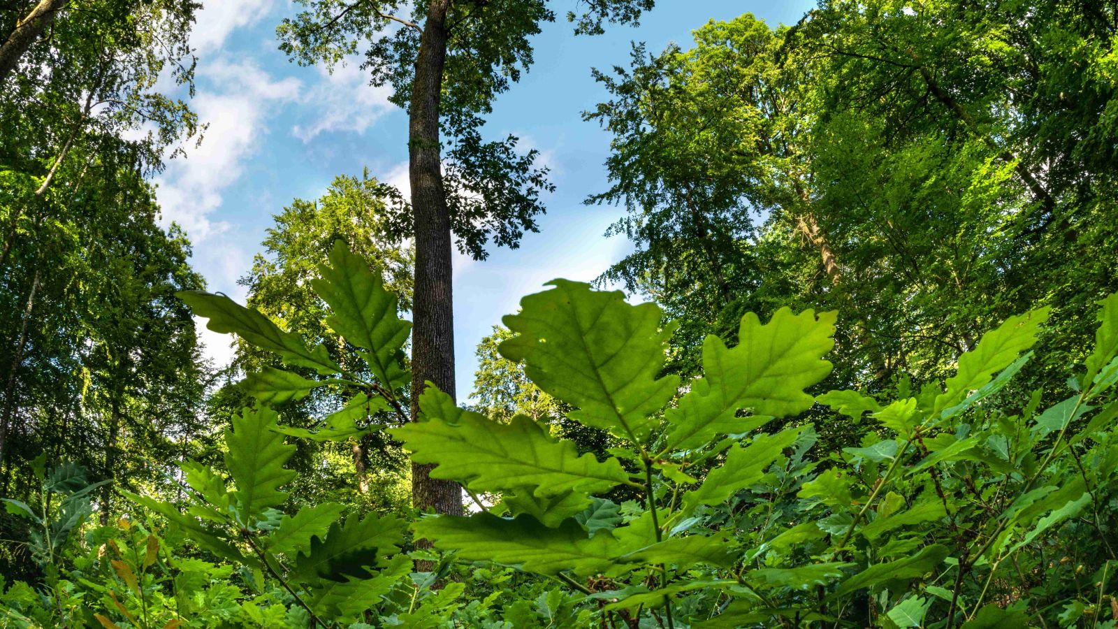 Buche Naturverjüngung