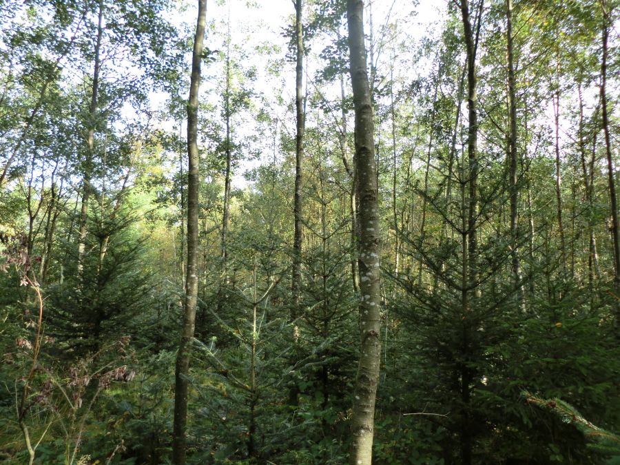 Bild zu: Ammenwald für Weißtanne Bild zu: Ammenwald für Weißtanne