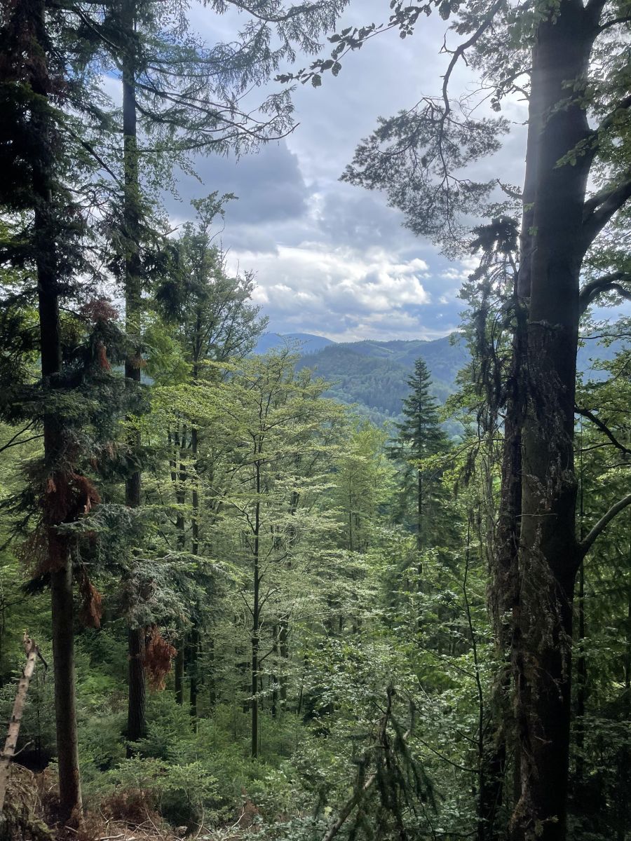 Bild zu: Exkursionsbericht der Schwarzwaldexkursion vom 12. bis 15. Juni 2024 Bild zu: Exkursionsbericht der Schwarzwaldexkursion vom 12. bis 15. Juni 2024