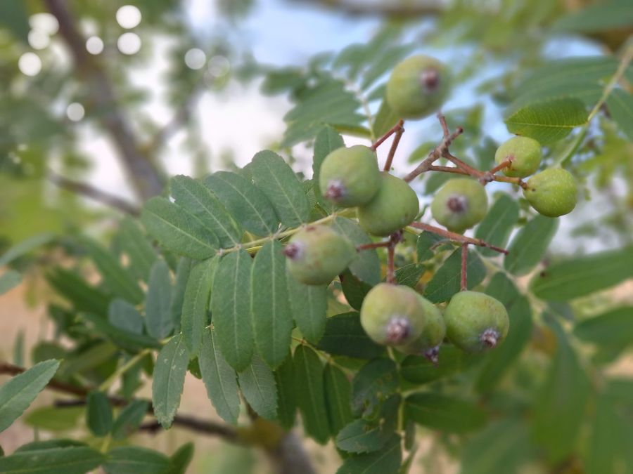 Bild zu: Exkursion zu ariden Waldgesellschaften und Einladung zur Mitgliederversammlung