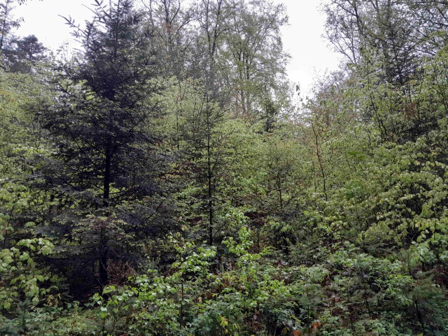 Bild zu: Hege und Jagdausübung