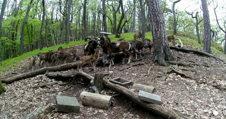 Bild zu: Arten mit hohem Wildschadenspotential Bild zu: Arten mit hohem Wildschadenspotential