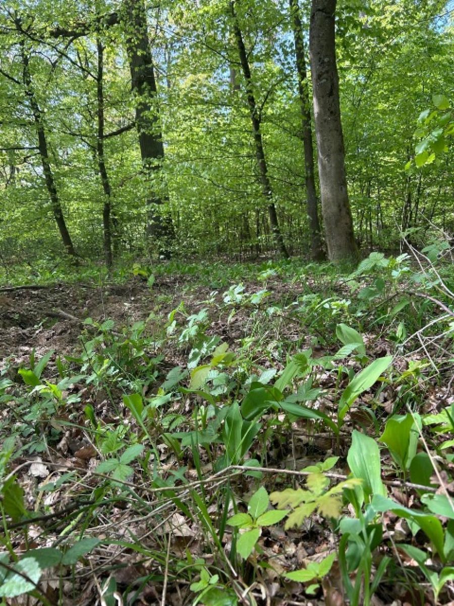 Bild zu: Naturgemäß oder naturnah?