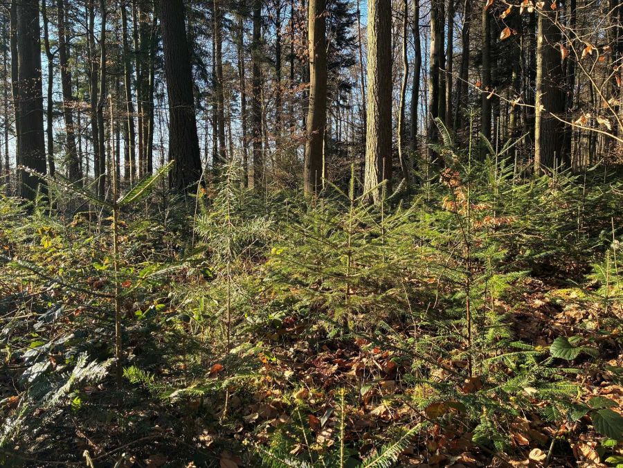 Bild zu: Eiche, Tanne und Eibe