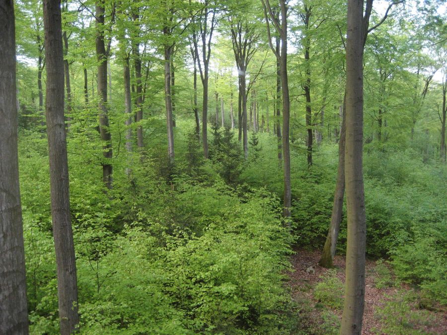 Bild zu: Beispielbetrieb 1 Forstrevier Alteburg