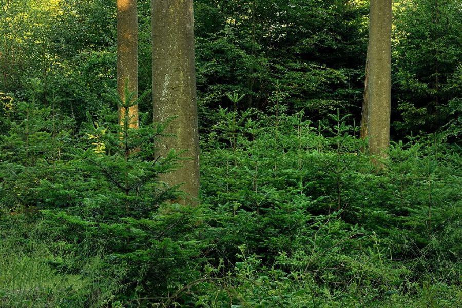 Bild zu: Beispielbetrieb 3 Forstrevier Hochpochten