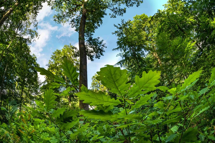 Bild zu: Gründungsaufruf ANW 1952 Bild zu: Gründungsaufruf ANW 1952