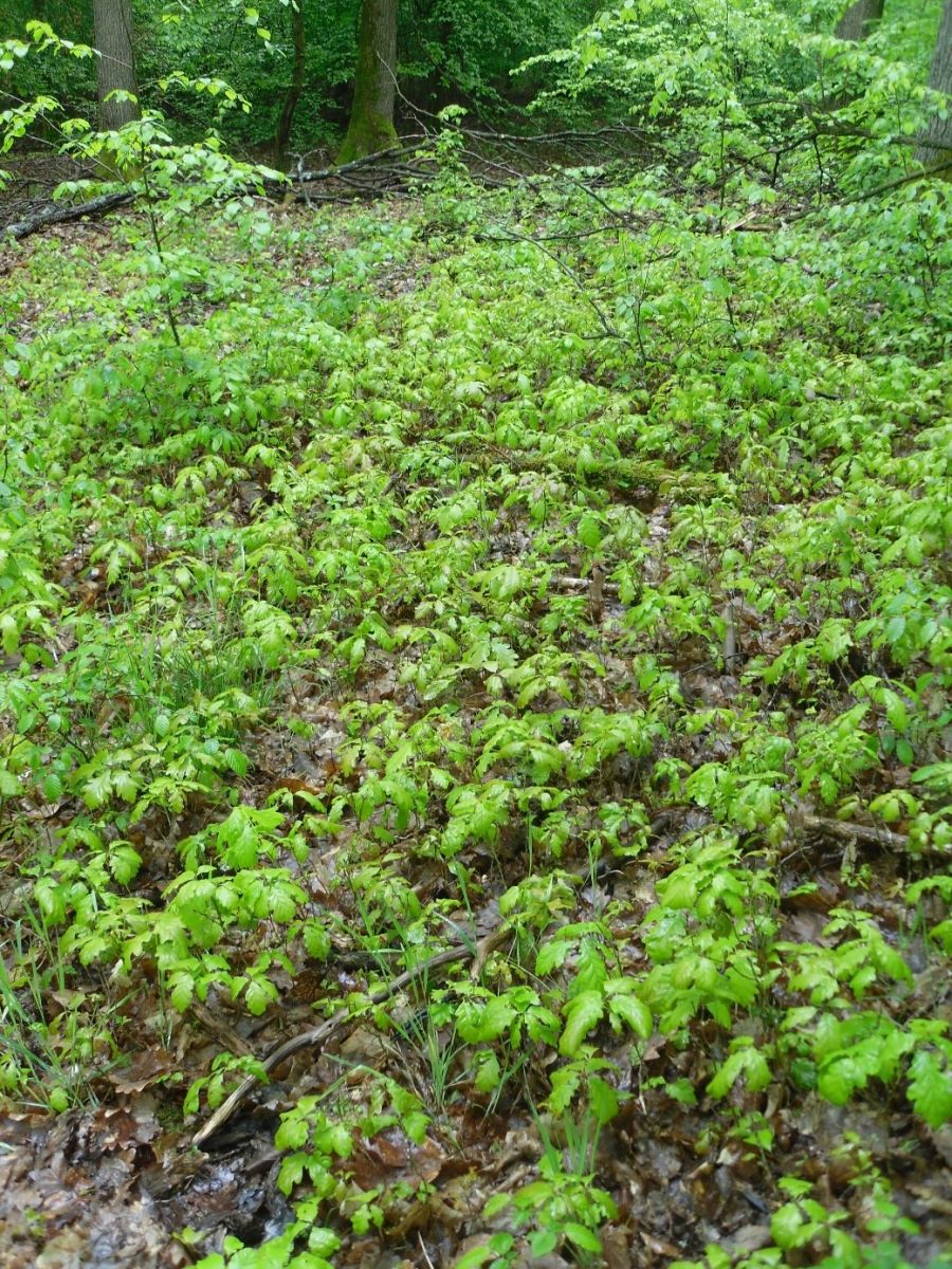 Bild zu: Verbissgutachten als sinnvolle Stellschraube zur Zielerreichung. – Was ist das sogenannte Verbissgutachten und wozu dient es? Bild zu: Verbissgutachten als sinnvolle Stellschraube zur Zielerreichung. – Was ist das sogenannte Verbissgutachten und wozu dient es?