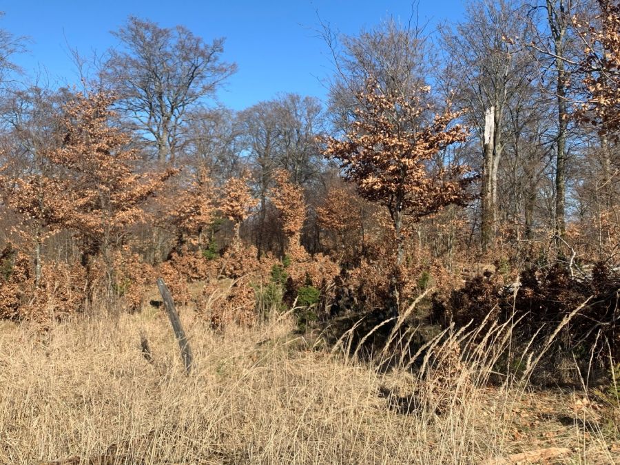 Bild zu: #zuhoherWildbestand Bild zu: #zuhoherWildbestand