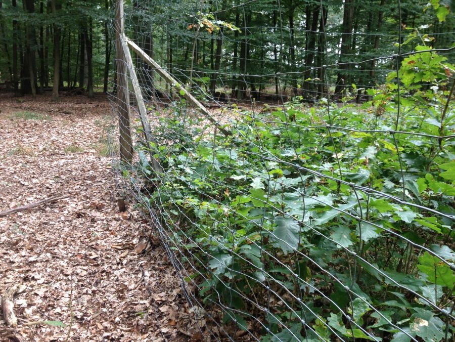 Bild zu: #Waldzustand Bild zu: #Waldzustand