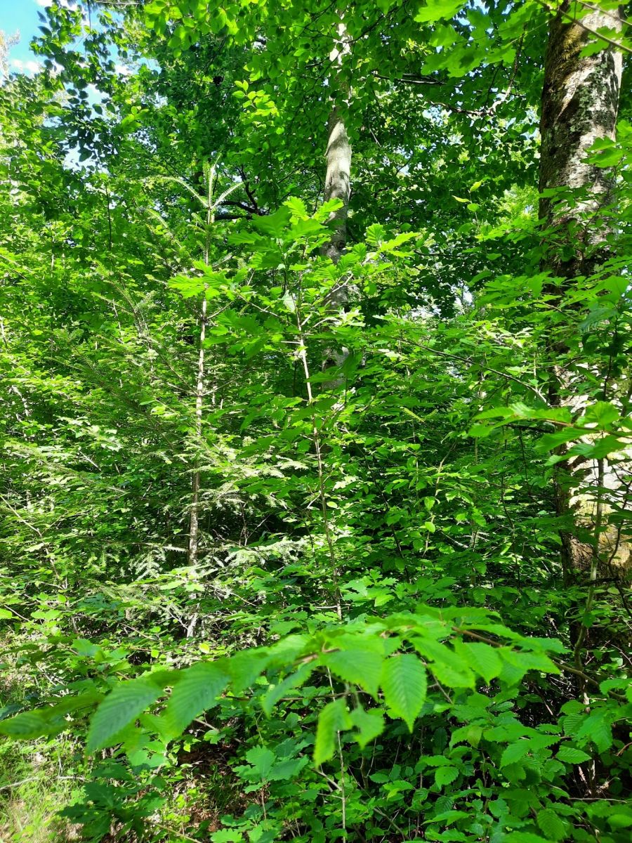 Bild zu: #wertvollerWald Bild zu: #wertvollerWald