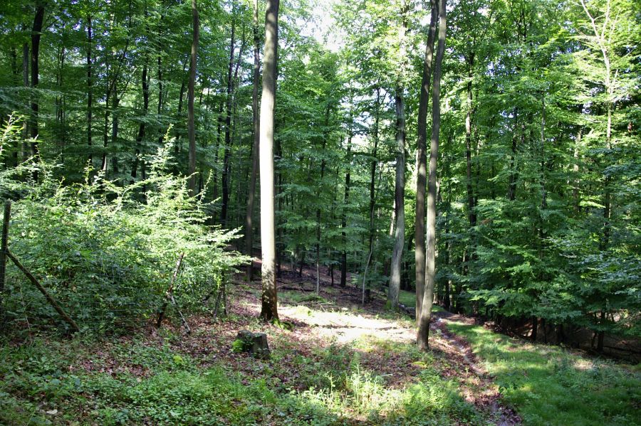 Bild zu: Exkursionsbericht der gemeinsame Exkursion der Verbände ÖJV, BUND, ANW, NABU, und GNOR