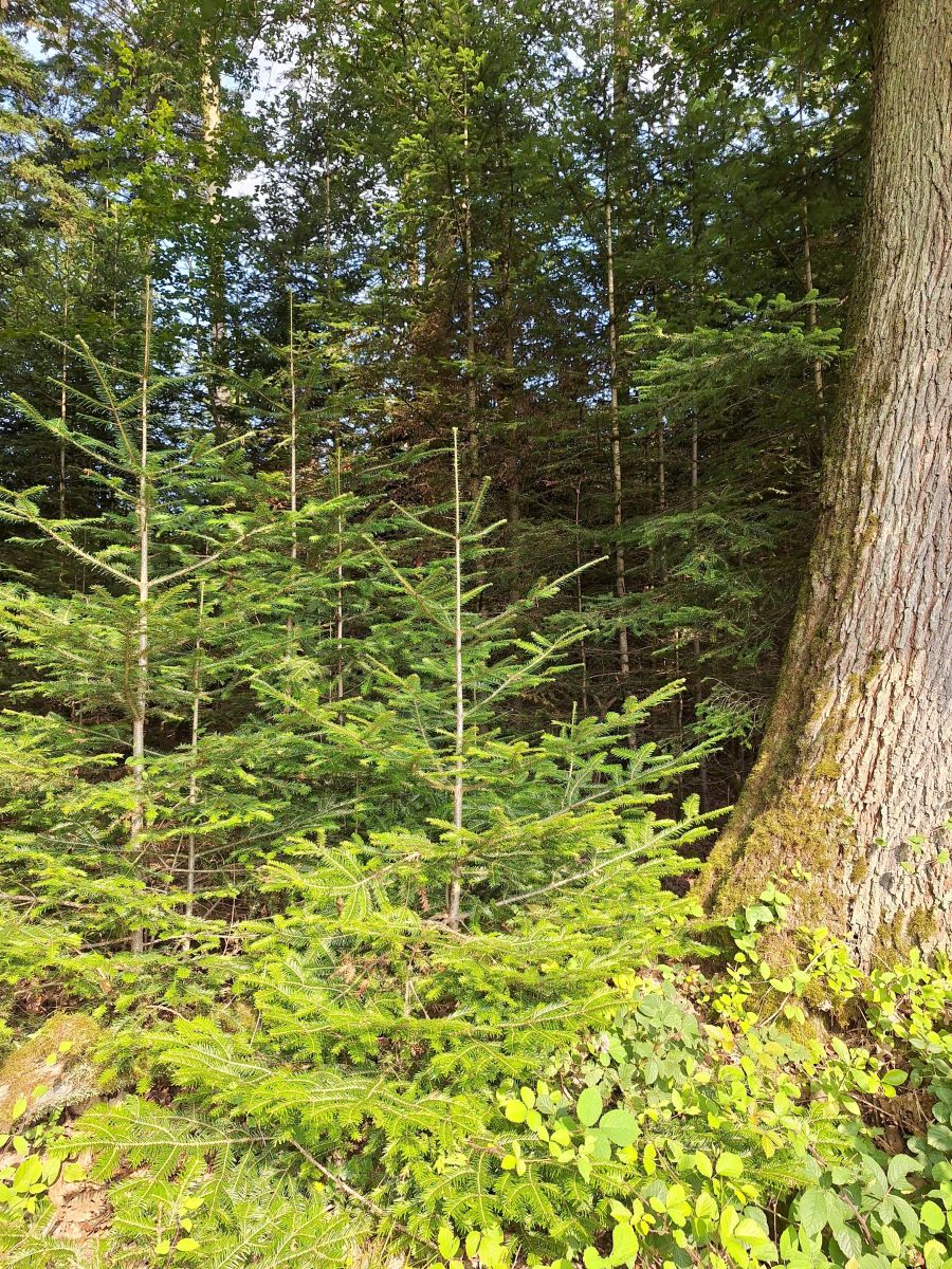 Bild zu: Exkursionsbericht aus dem Forstbetrieb Fürstenberg-Brabecke Bild zu: Exkursionsbericht aus dem Forstbetrieb Fürstenberg-Brabecke